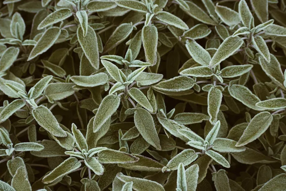 #5 Sage (Image Credits: Pexels)