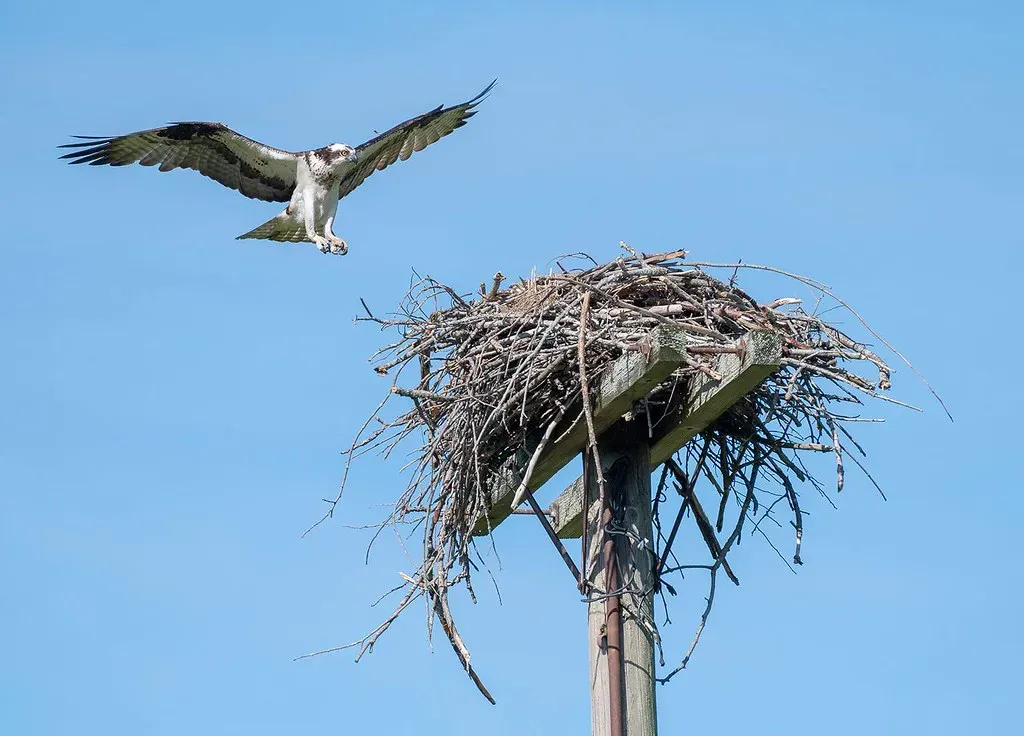 Nesting Platforms, Bridges, And Human Help (Image Credits: Flickr)