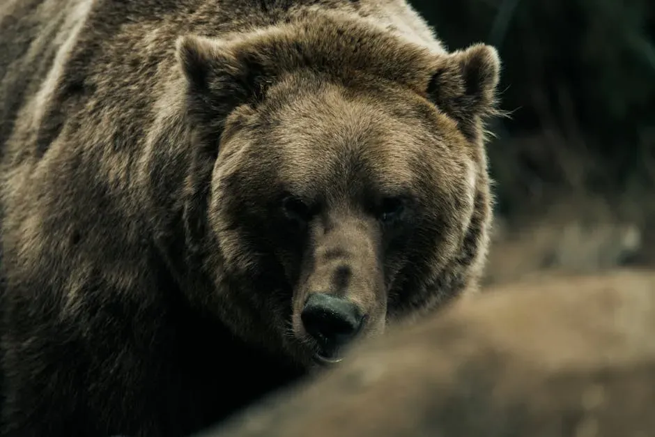 What the Bear Spirit Animal Actually Represents (Image Credits: Pexels)