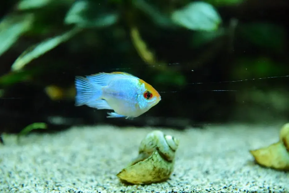 6. Fish: Living Artwork for Your Living Room (Image Credits: Pexels)