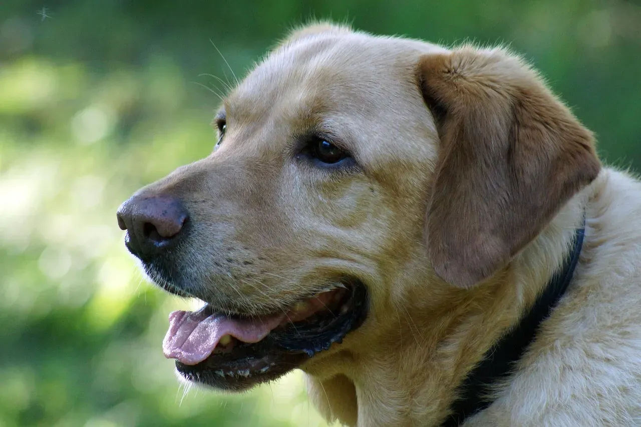 Stacking Up Against Golden Retrievers and Labs (Image Credits: Pixabay)