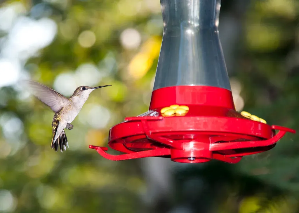 #5 - Shade Over Feeders to Slow Nectar Spoilage (Riebart, Flickr, CC BY 2.0)