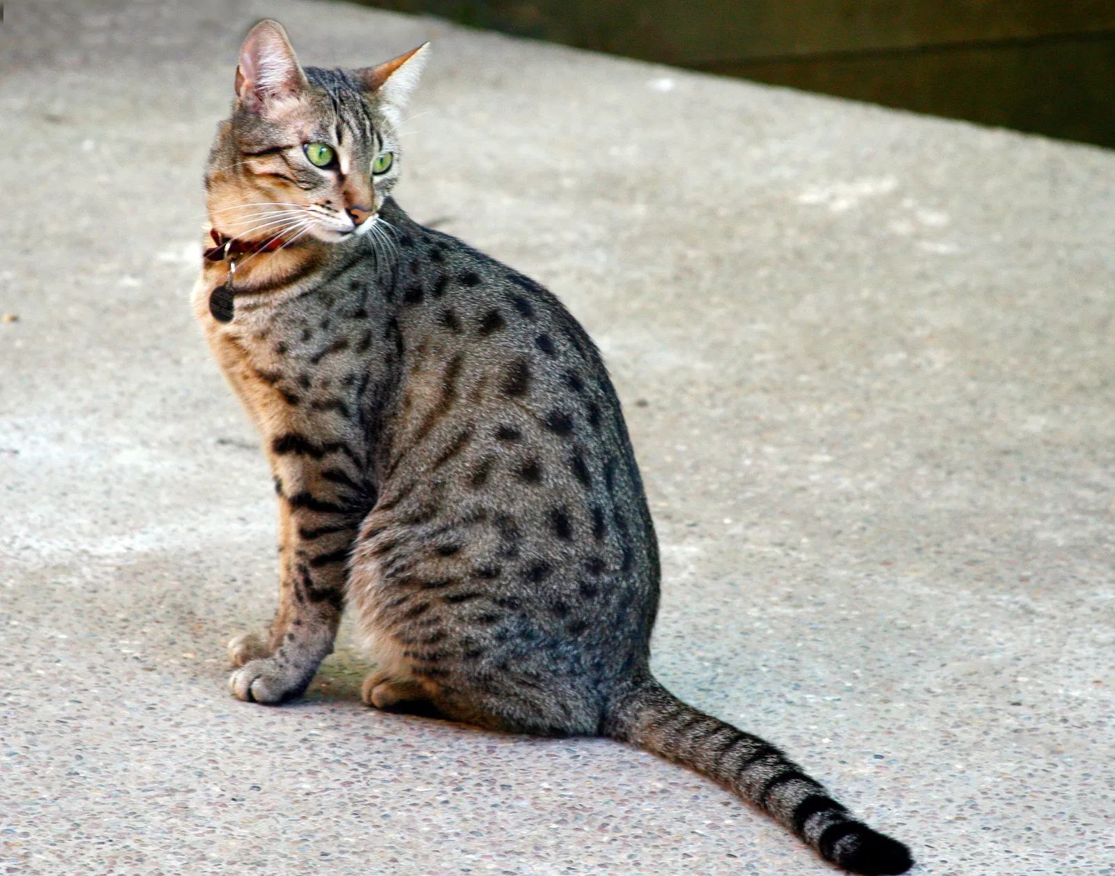 #21 - Egyptian Mau (Egyptian Mau, CC BY 2.0)