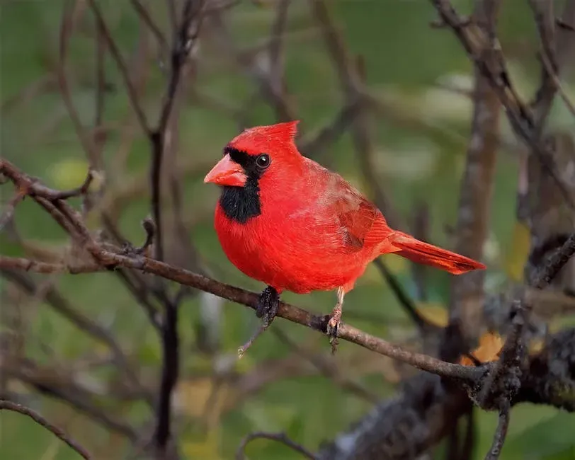 A Final Word: America's Feathered Wonders Deserve More Attention (Image Credits: Pexels)