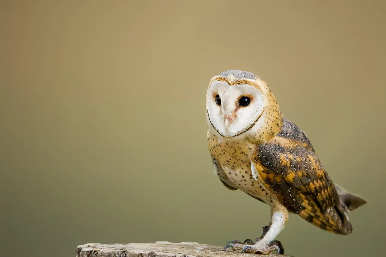 Pisces: The Barn Owl (Image Credits: Pixabay)