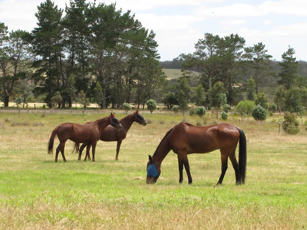 Horses Produce Nearly Ten Gallons of Saliva Every Single Day (Image Credits: Flickr)