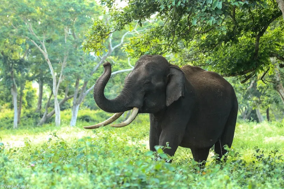 2. Elephants Holding Vigils and Burying Their Dead (Image Credits: Pexels)
