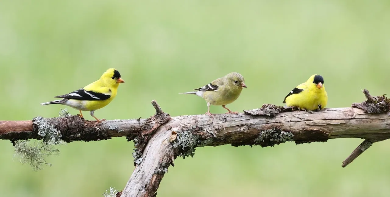 #4. The Female Does All the Building - the Male Guards (Image Credits: Pixabay)