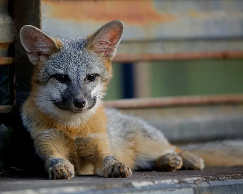 13. The Island Fox (Image Credits: Pexels)