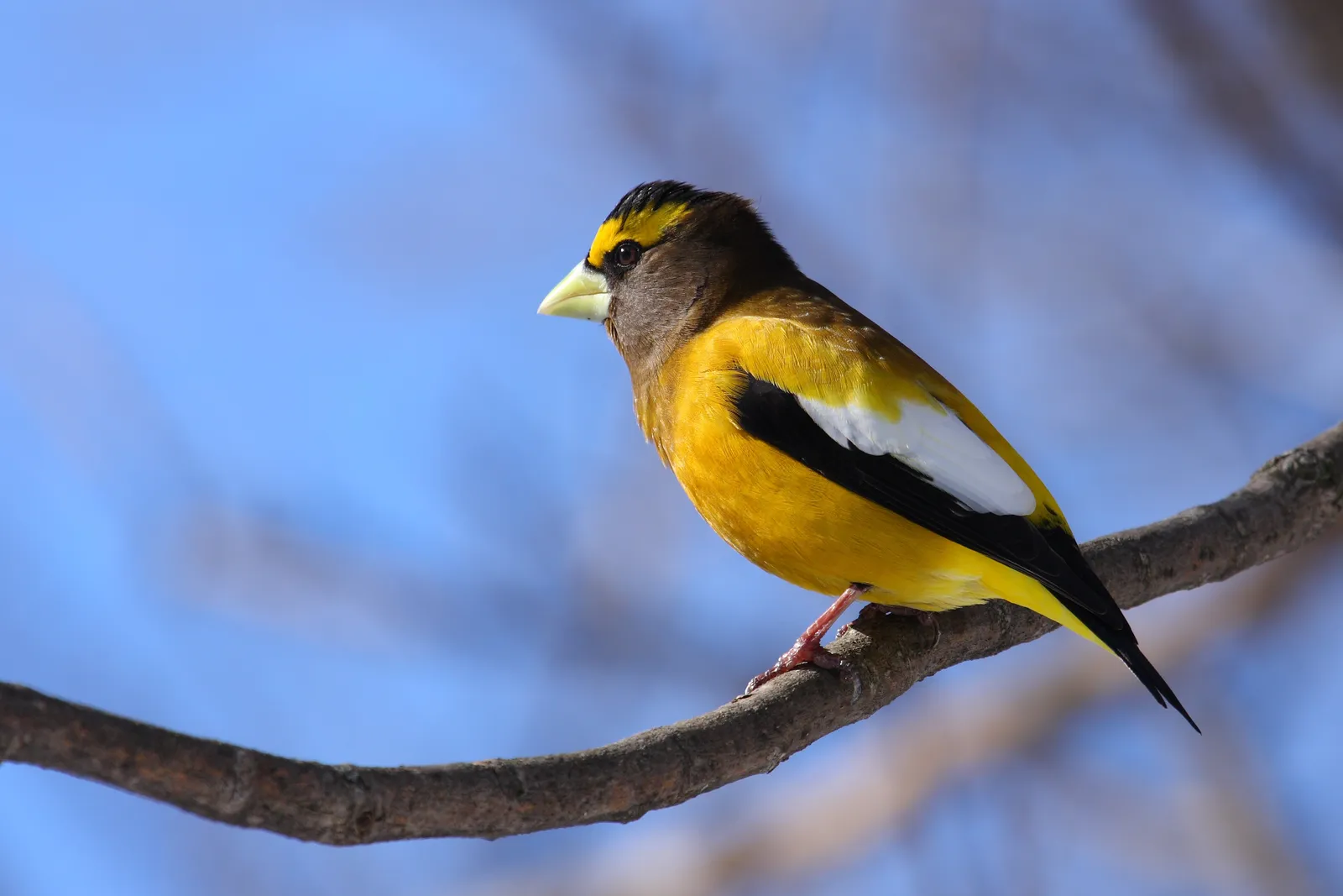 #21 - Evening Grosbeak (By Cephas, CC BY-SA 3.0)
