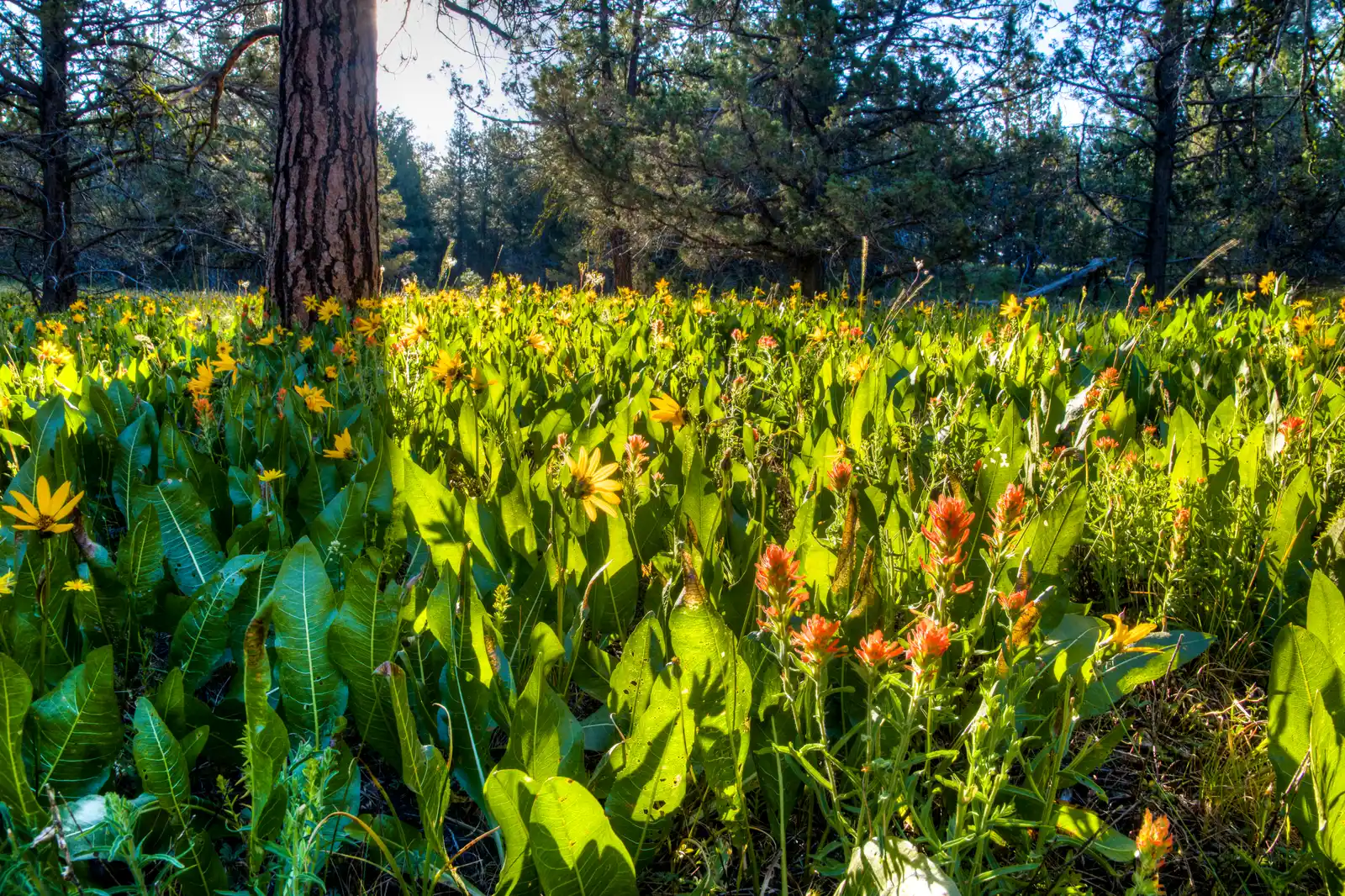 Conclusion – Your Wild, Floral Twin Is Closer Than You Think (Wildflowers at the North Fork Crooked Wild and Scenic River, Public domain)