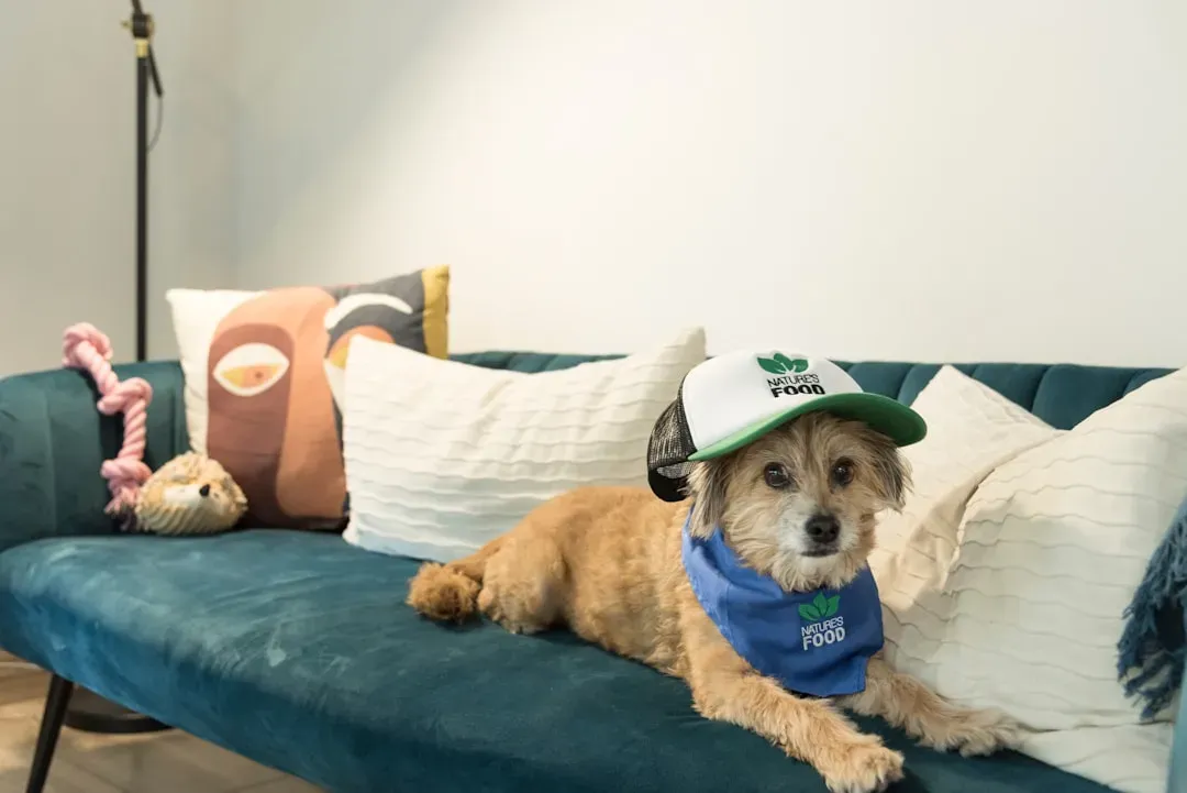 #3: Select Furniture Materials That Work With Your Pet, Not Against Them (Image Credits: Unsplash)