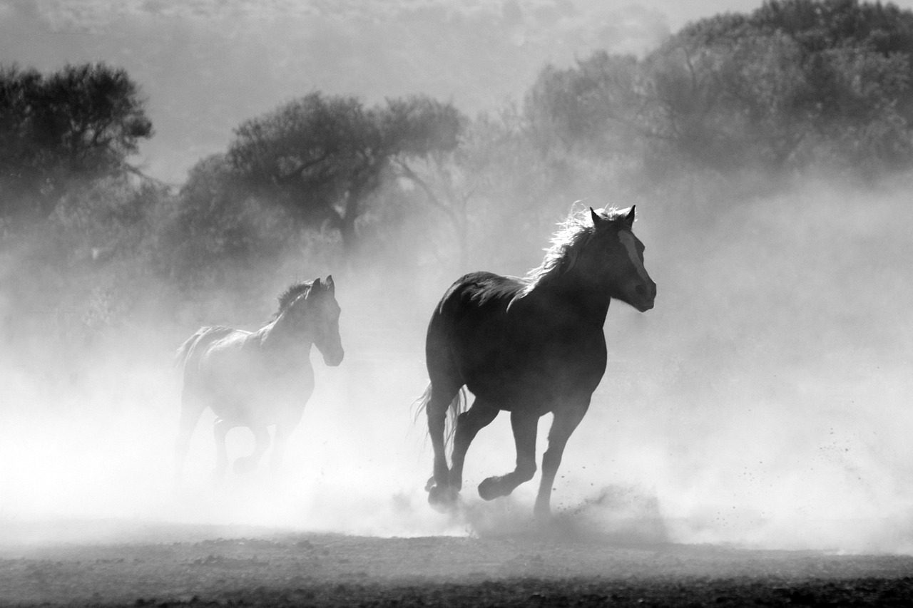 Freedom That Gallops Through the Soul (Image Credits: Pixabay)