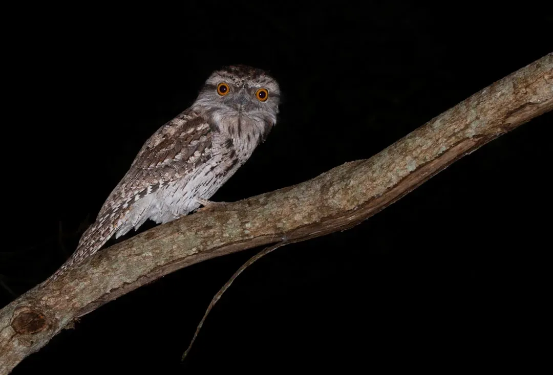 Finding Your Nocturnal Nature (Image Credits: Unsplash)