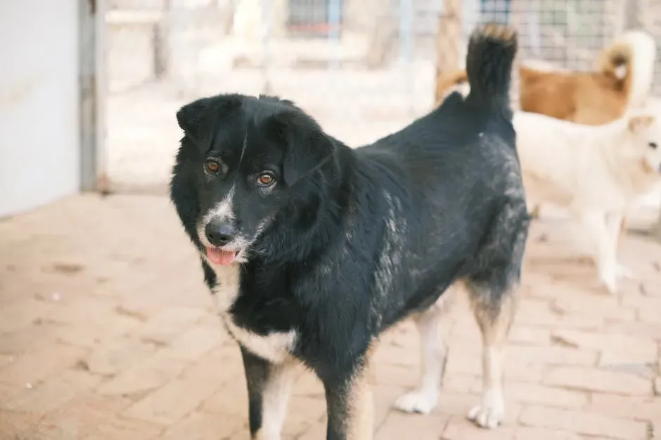 The Heartbreaking Truth About Senior Pets in Shelters (Image Credits: Pexels)