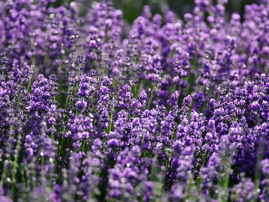 1. Lavender: The Fragrant Force Field (Image Credits: Pexels)