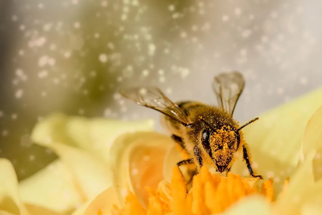 Honeybees: The Unsung Heroes of Your Dinner Plate (Image Credits: Pixabay)