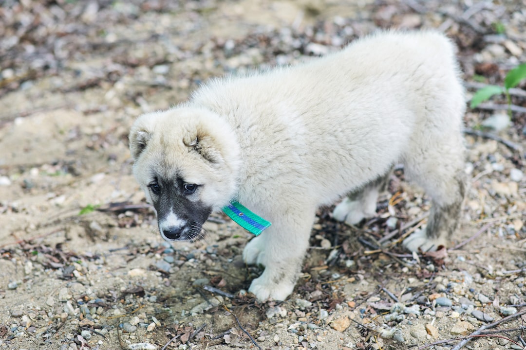 What Animal Grief Teaches Us About Our Own Humanity (Image Credits: Unsplash)