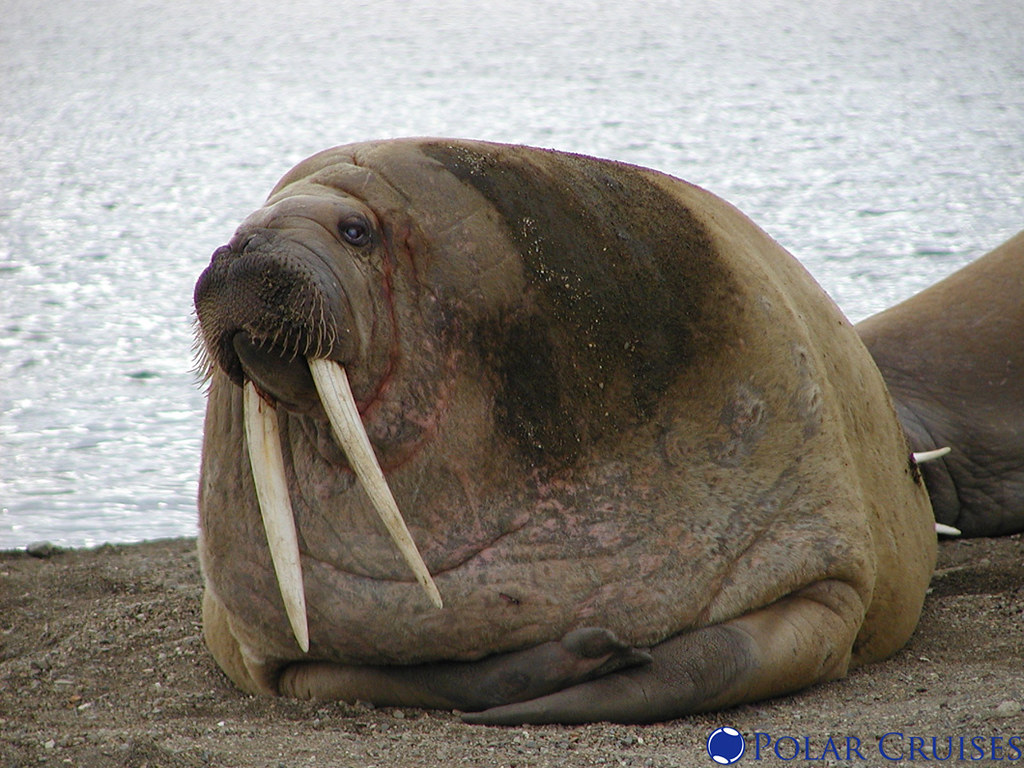Walruses (Image Credits: Flickr)
