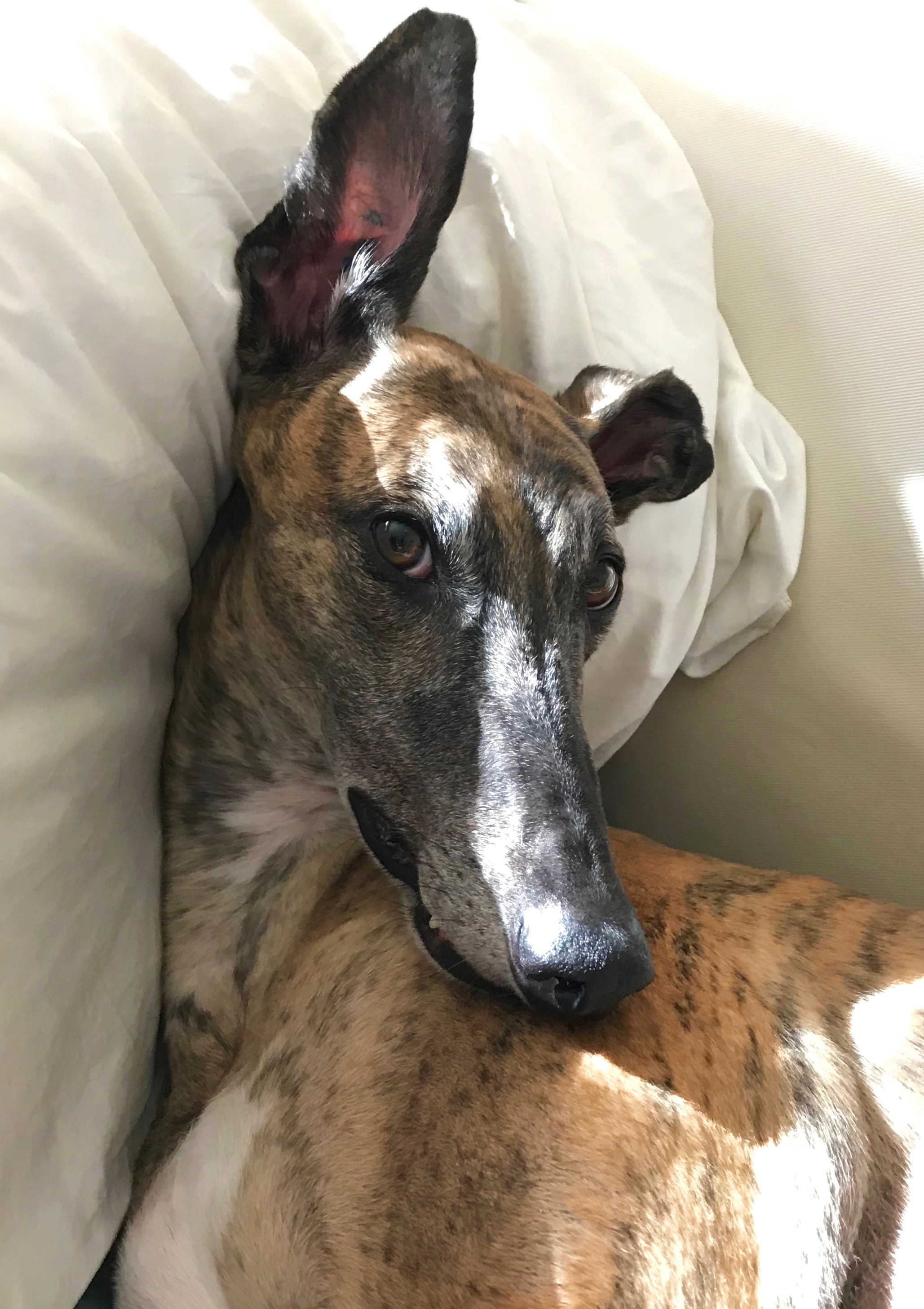 #14. Greyhound (Image Credits: Wikimedia)