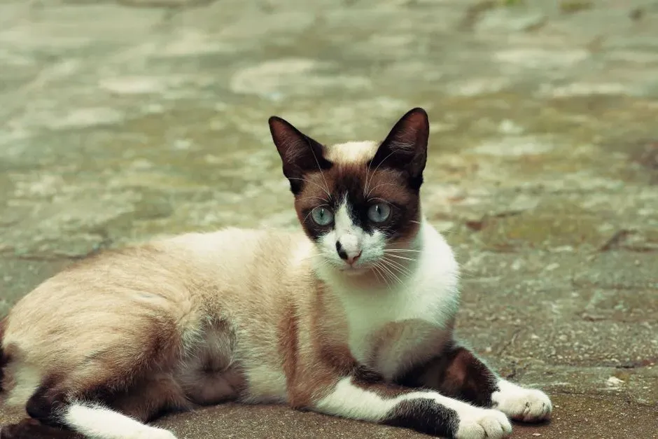 Air Signs Connect With Social and Inquisitive Cats (Image Credits: Pexels)