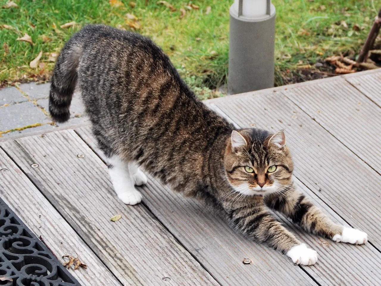 #13 - Slowing Down On Their Dramatic Self-Stretching Routine (Image Credits: Pixabay)