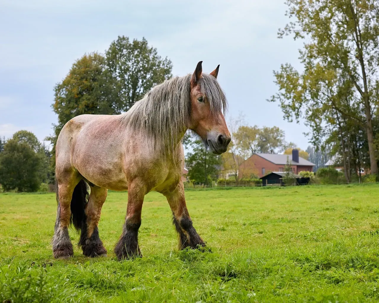 #17 - Belgian Draft: The Gentle Powerhouse With Exclusive Human Ties (Image Credits: Pixabay)
