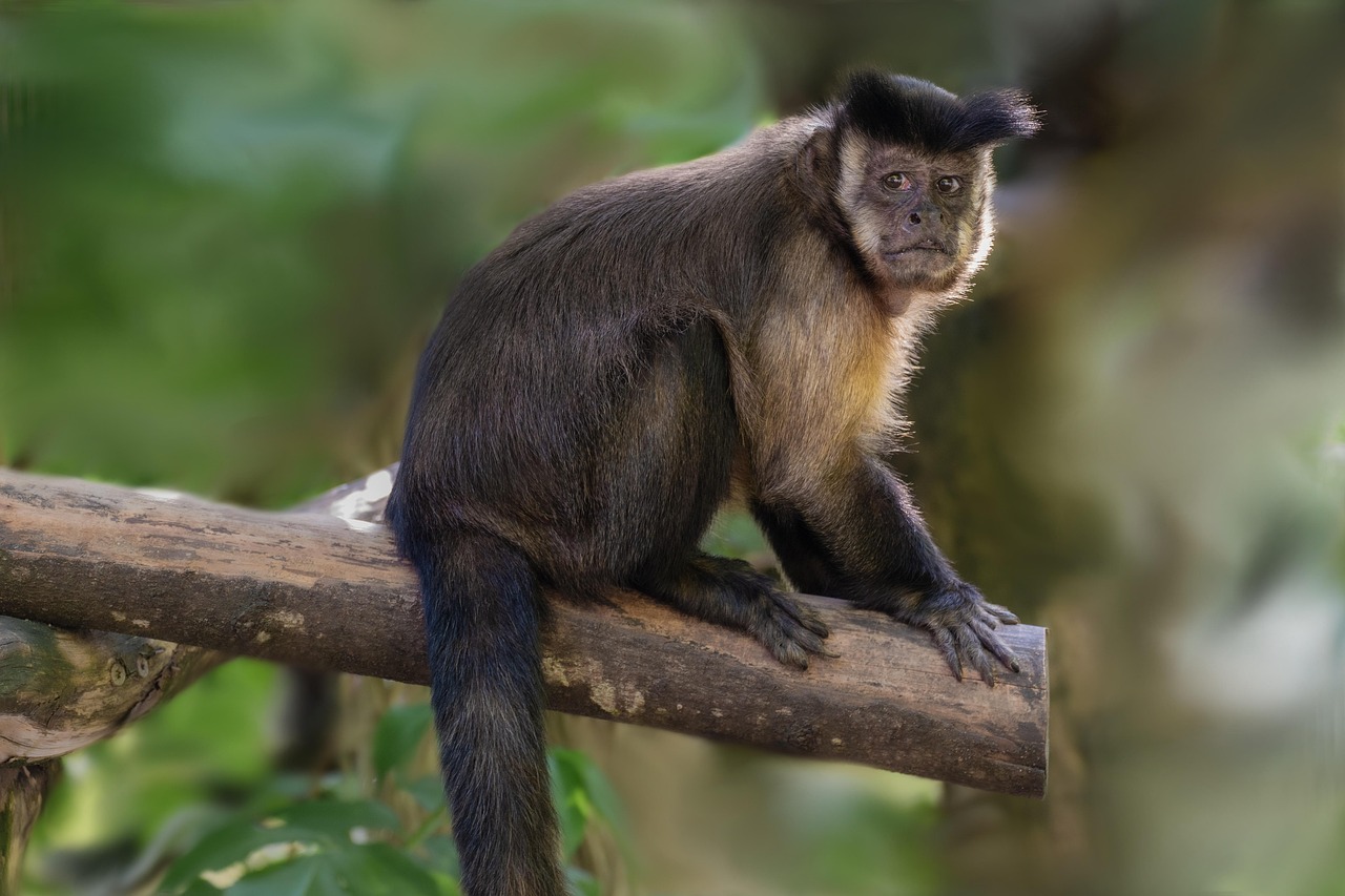 #14 Capuchin Monkeys - Intelligent Companions with Complex Needs (Image Credits: Pixabay)