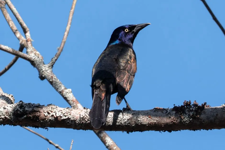 #3 - Common Grackle: The "Annoying" Bird That's Quietly Slipping Away (Image Credits: Pexels)