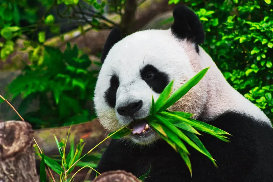 3. The Giant Panda: From Endangered to Vulnerable (Image Credits: Unsplash)