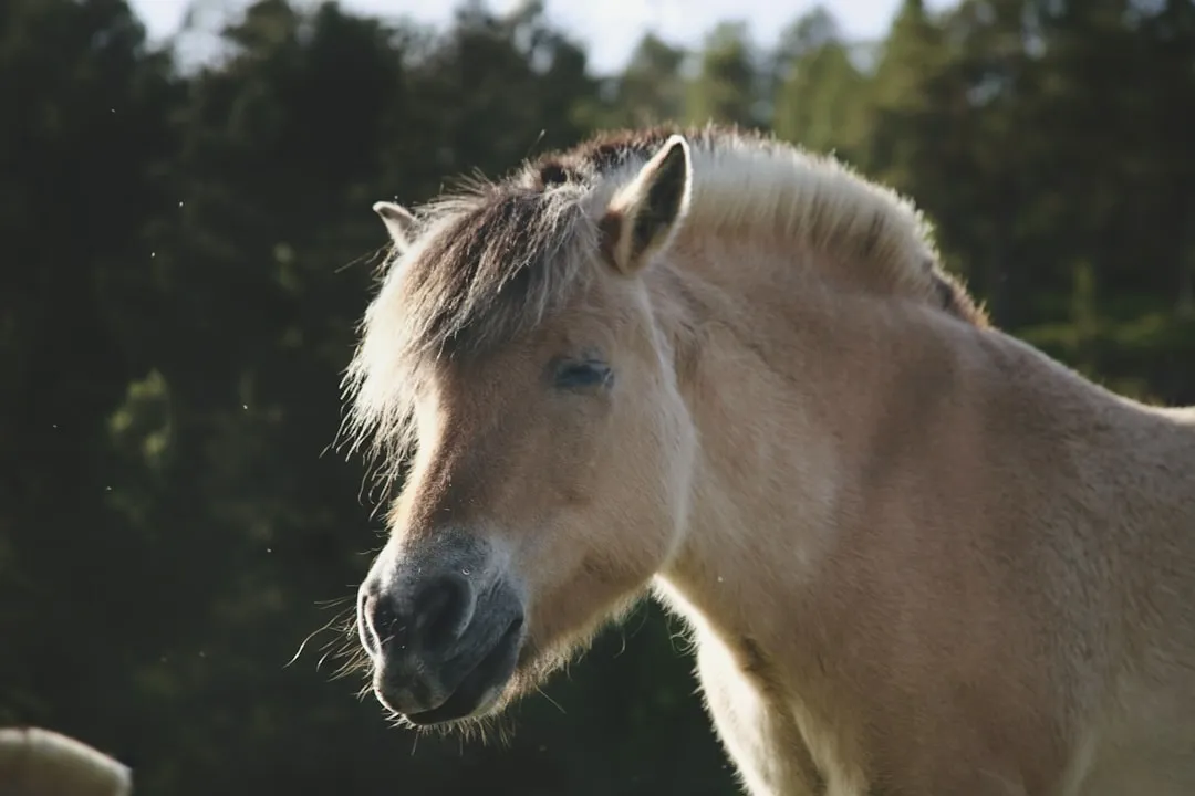 Fjord Horse: Steady, Kind, and Often Emotionally Even (Image Credits: Unsplash)