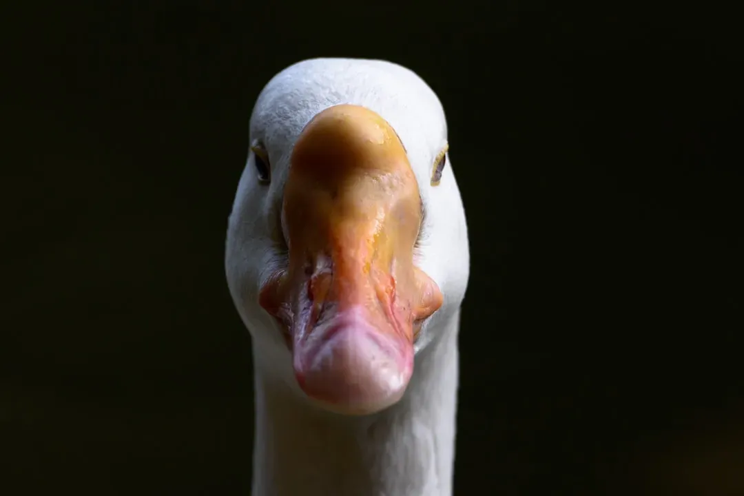 Direct Eye Contact: Locking Onto the Threat (Image Credits: Unsplash)