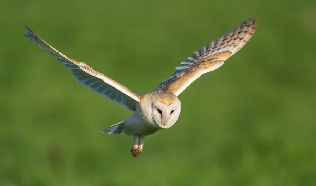 The Barn Owl: Silent Assassin of the Night Fields (Image Credits: Unsplash)