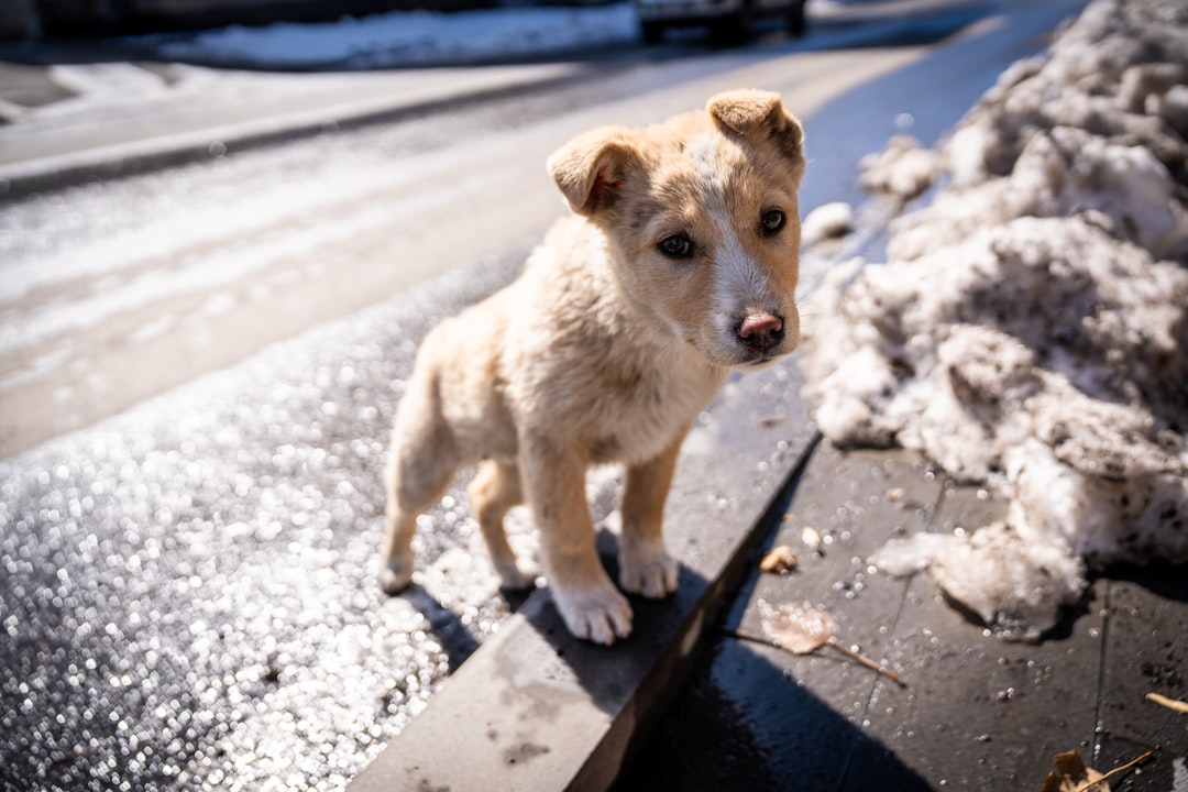 Road Salt and De-Icing Chemicals: Burning Paw Pads and Toxic Ingestion (Image Credits: Unsplash)