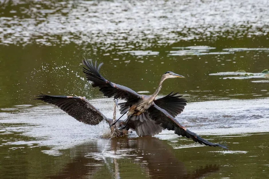 Territorial Behavior: Why They Sometimes Chase Others Away (Image Credits: Pexels)