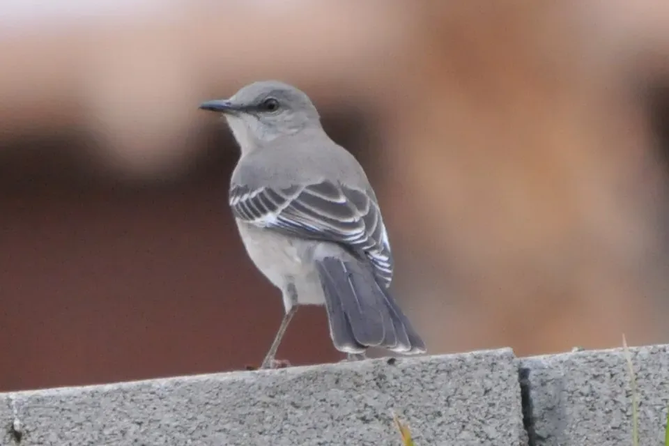 5. The Northern Mockingbird: The Urban Survivor with Shocking Social Smarts (HockeyholicAZ, Flickr, CC BY 2.0)