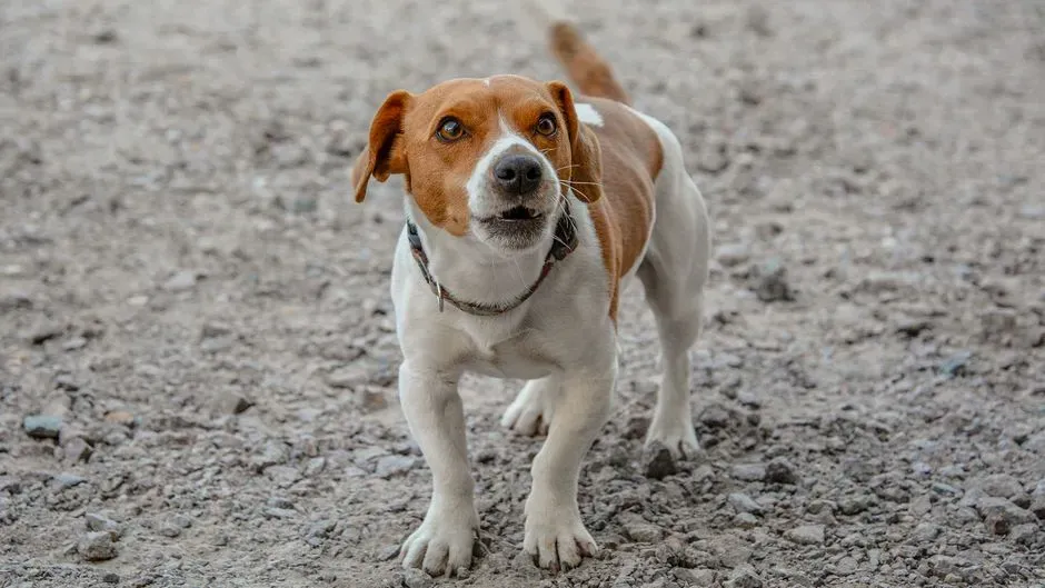 #8 - Jack Russell Terrier (Image Credits: Pexels)