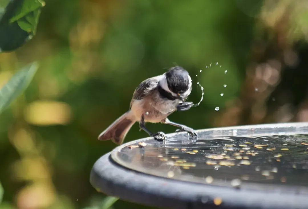 4. Eliminating Every Source of Water (Image Credits: Unsplash)