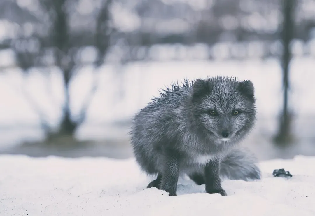 The Mysterious Blue Morph Exception (Image Credits: Unsplash)
