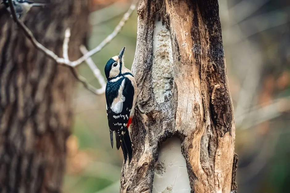 #9 - Leave Some Dead Wood and Snags (Safely) (Image Credits: Pexels)