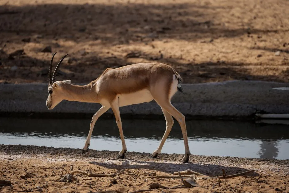8. The Nose Makes the Saiga a Poster Child for Evolutionary Creativity (Image Credits: Pexels)