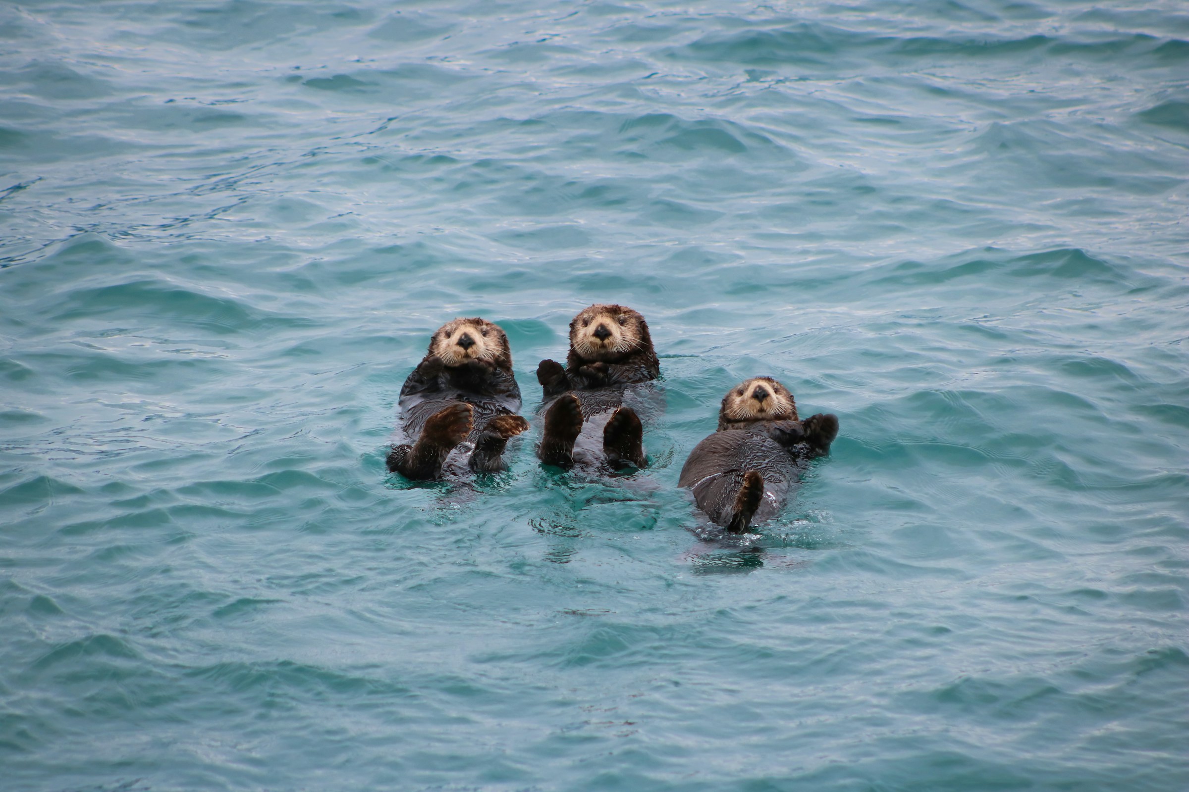 Neuroscience Says When a Sea Otter Holds Another Otter's Paw While Sleeping It Isn't Just Endearing - It's a Bond Maintenance Behaviour That Runs on the Same Social Chemistry That Humans Use to Keep Their Closest Relationships Intact.