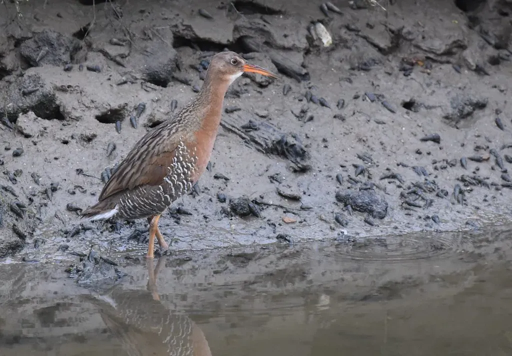 8. Ridgway's Rail (Wildreturn, Flickr, CC BY 2.0)
