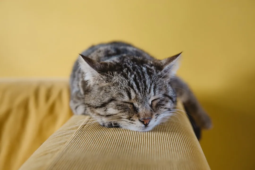 #10: They Stop Playing, Even With Their Favorite Toy (Image Credits: Unsplash)