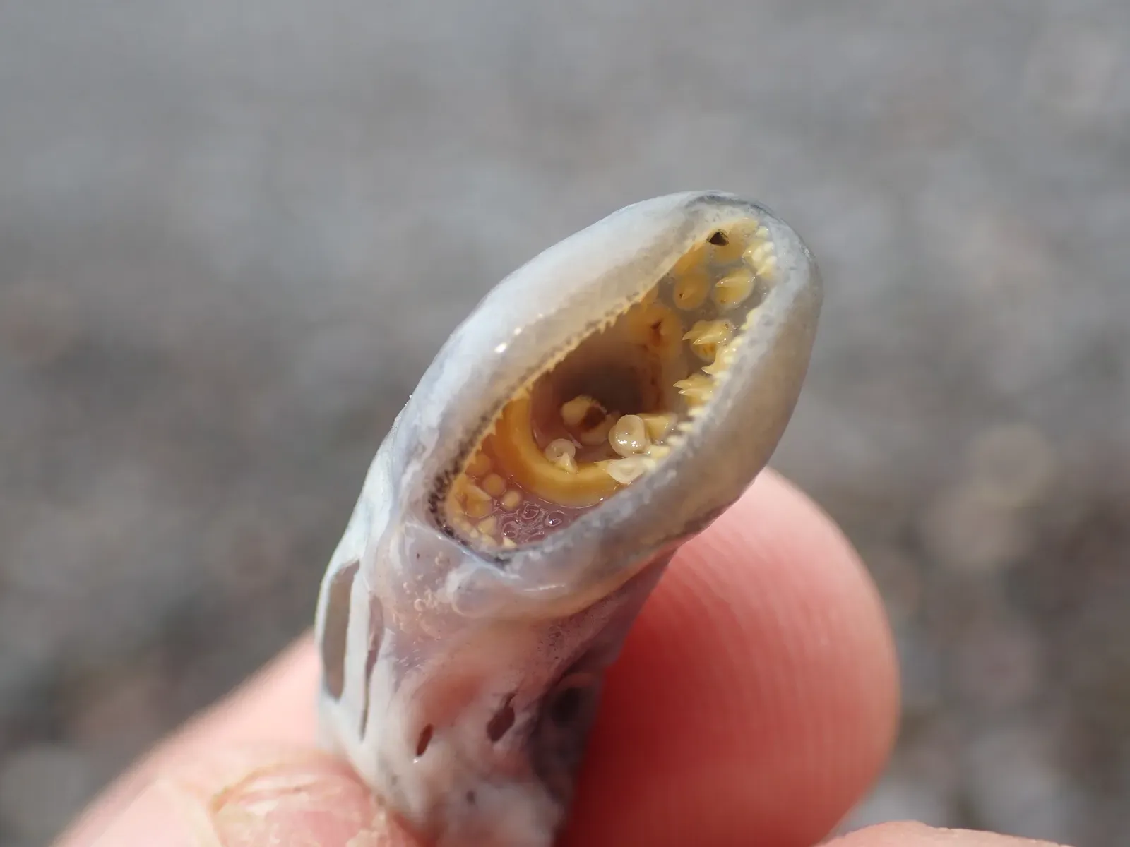 Sea Lampreys With Rows of Terrifying Teeth (Image Credits: Wikimedia)