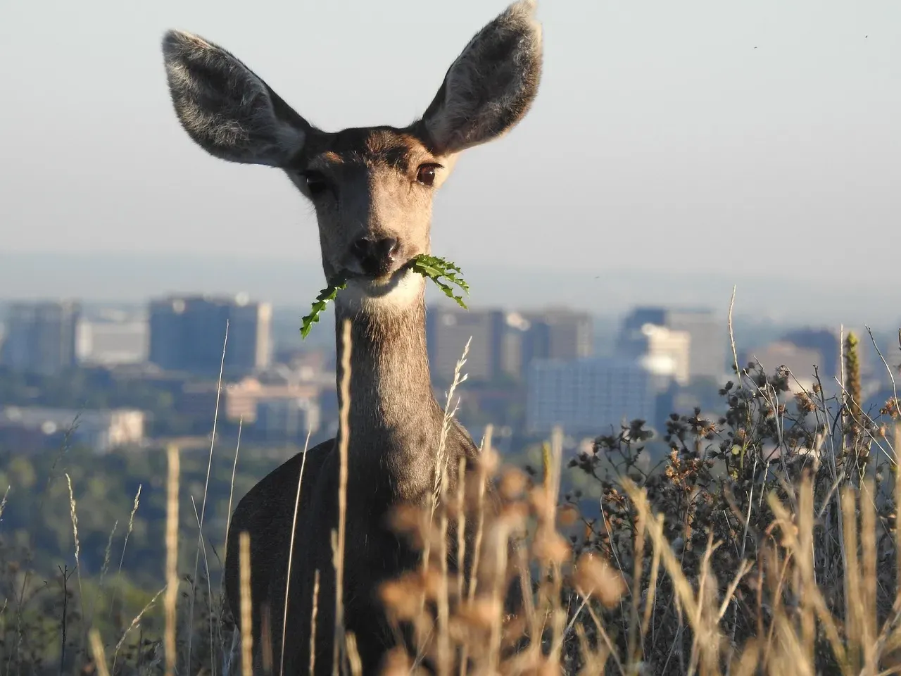 12. Denver, Colorado - Wildlife at Mile High (Image Credits: Pixabay)