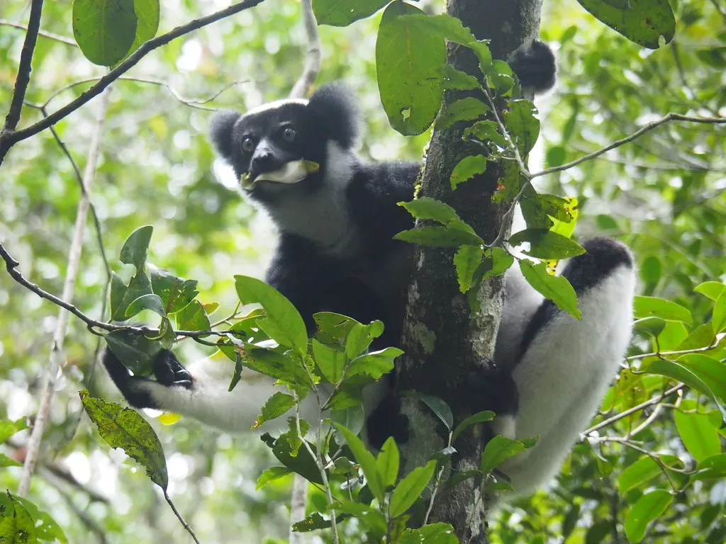 10. Indri Lemurs Sing in Rhythm - Just Like Us (Image Credits: Flickr)