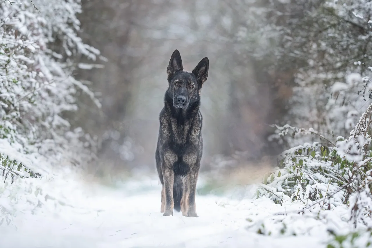 21. German Shepherd: Thrives in the Chill, Focused in the Fog (Image Credits: Pixabay)