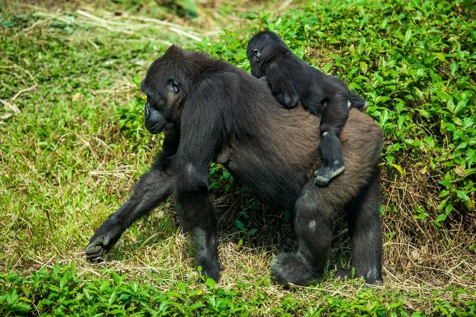 11. Cross River Gorilla (Image Credits: Pexels)