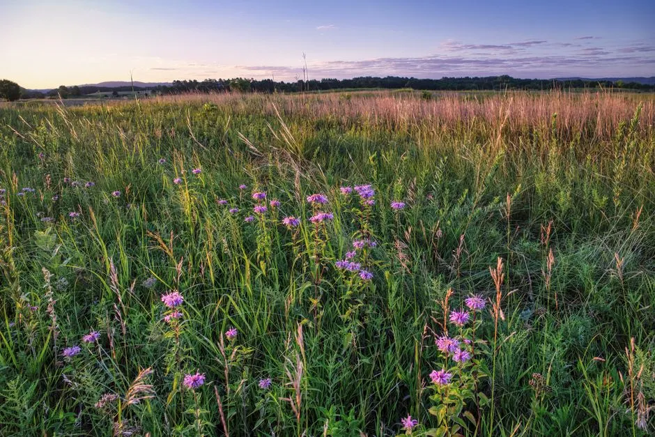 Conclusion: Prairie Restoration Is A Second Chance &ndash; If We Take It Seriously (Image Credits: Pexels)
